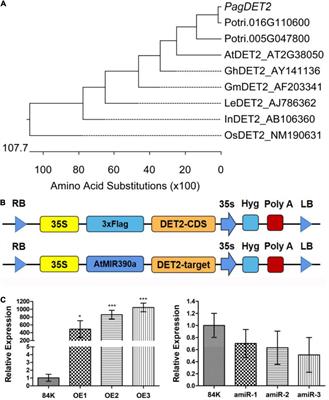 PagDET2 promotes cambium cell division and xylem differentiation in poplar stem